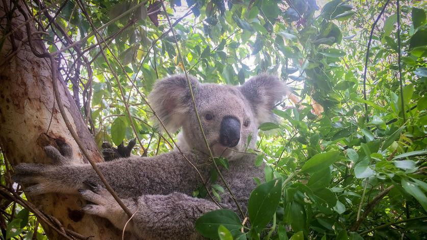 On a cuddle course in Australia