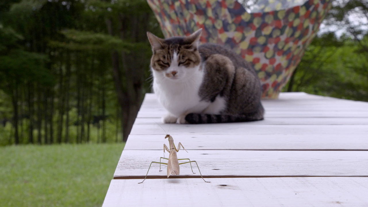 Miyagi: Guardian Kitties