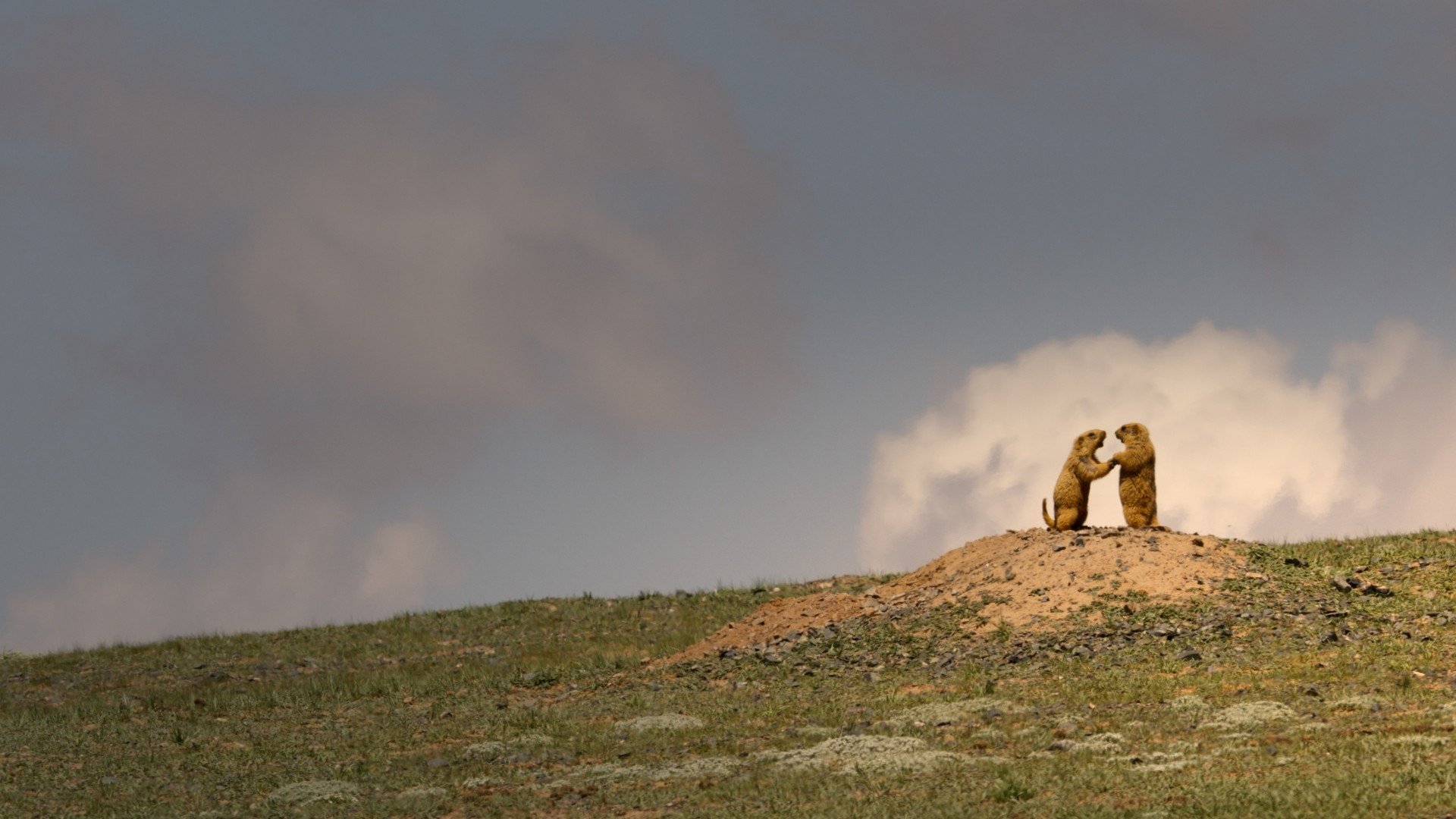 Backdrop image