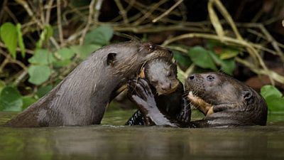 Giant Otters of the Amazon
