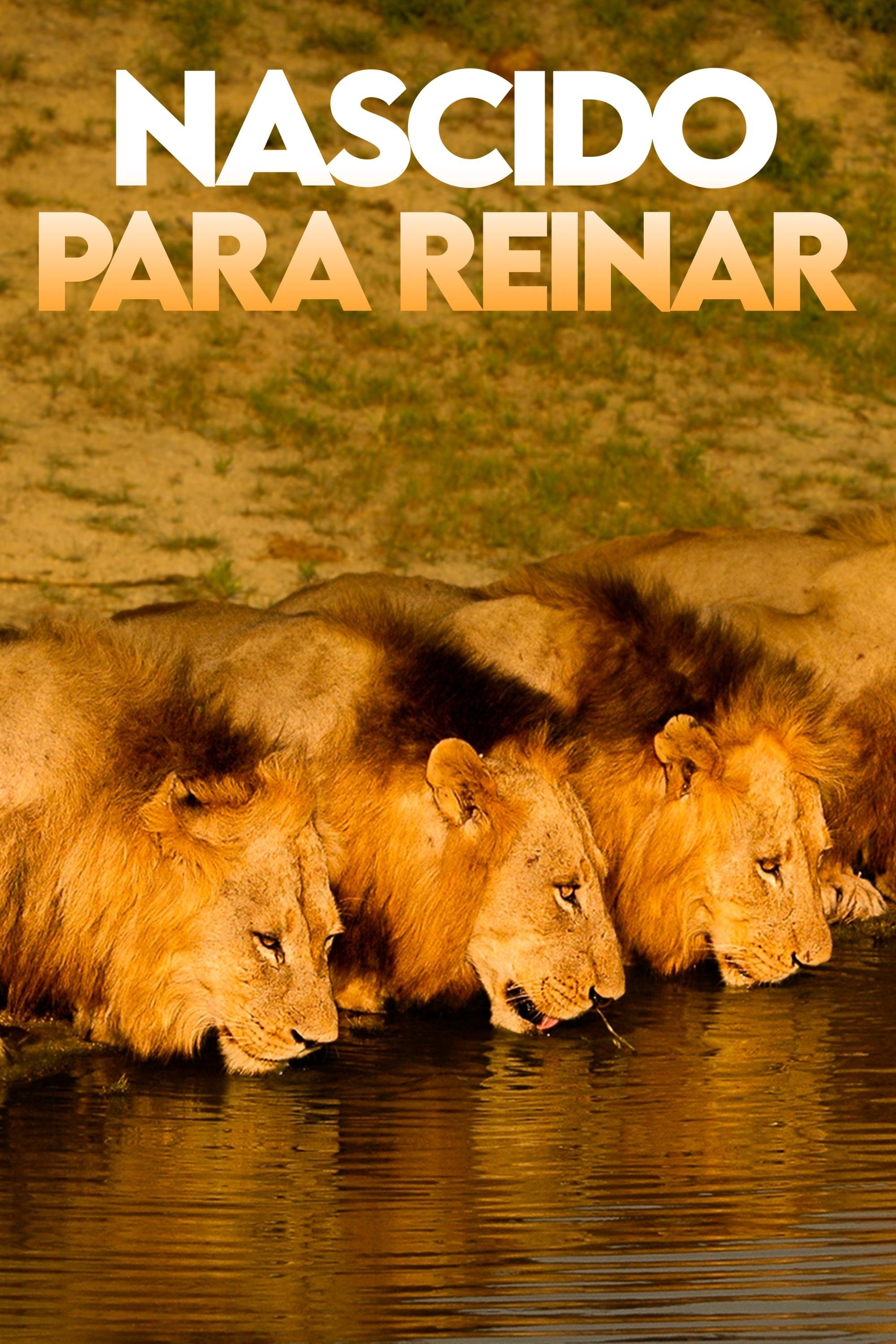 Poster de Nascido para Reinar