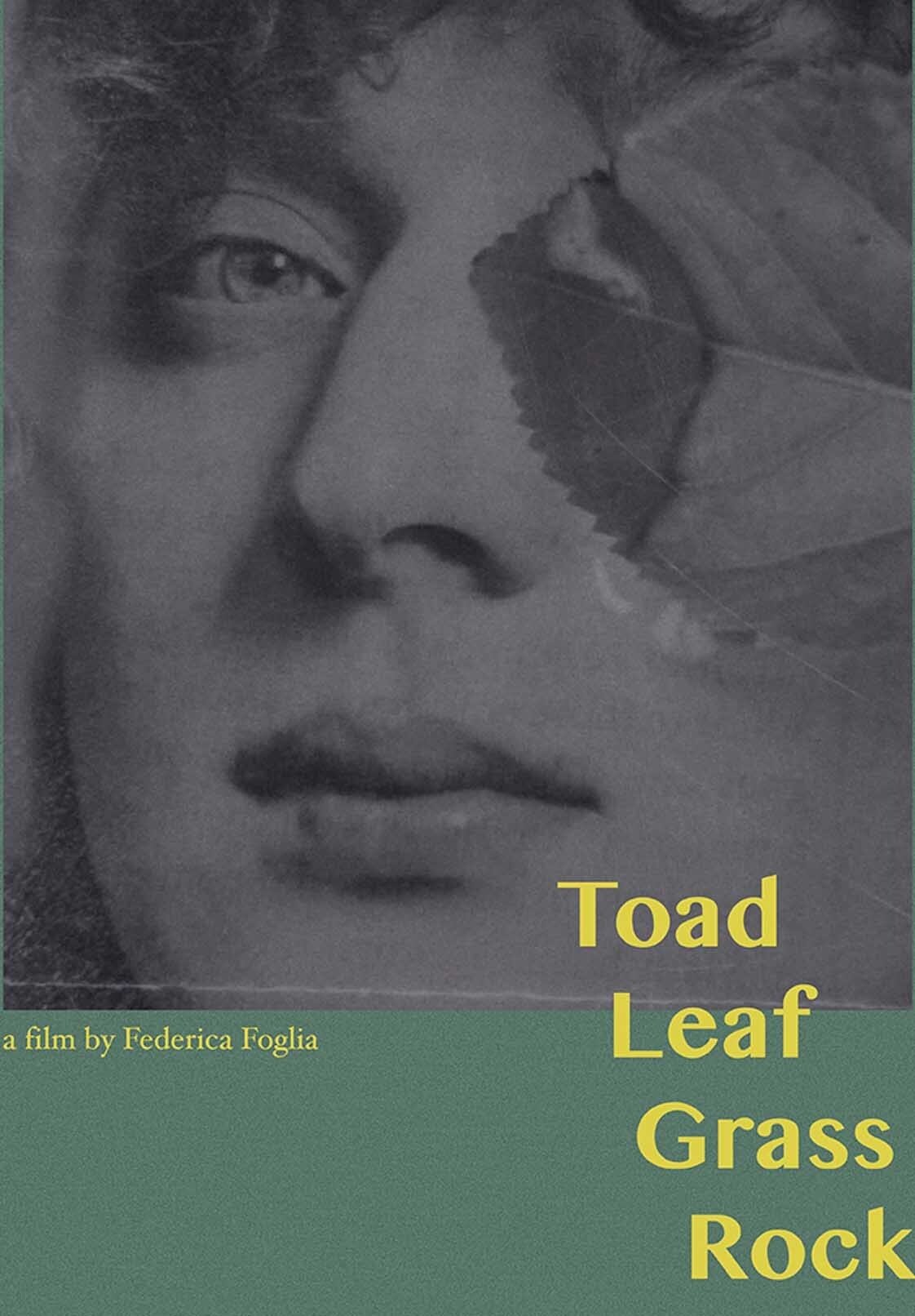 Poster de Toad, Leaf, Grass, Rock