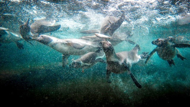 Chester Zoo Goes Underwater