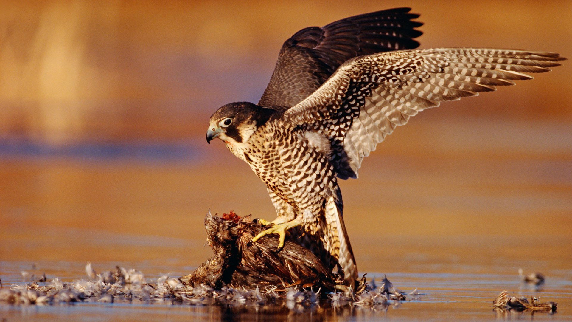 Natural Born Fighters