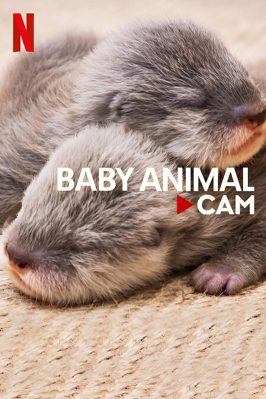 Poster de Animais Bebês Ao Vivo