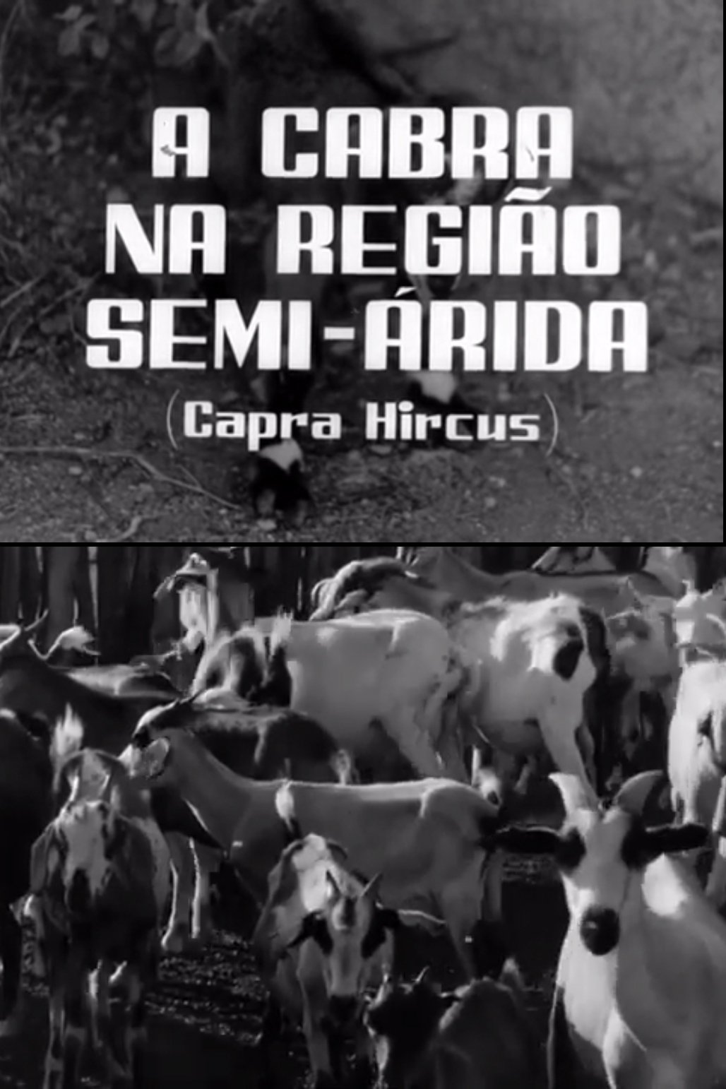 Poster de A Cabra na Região Semi-Árida