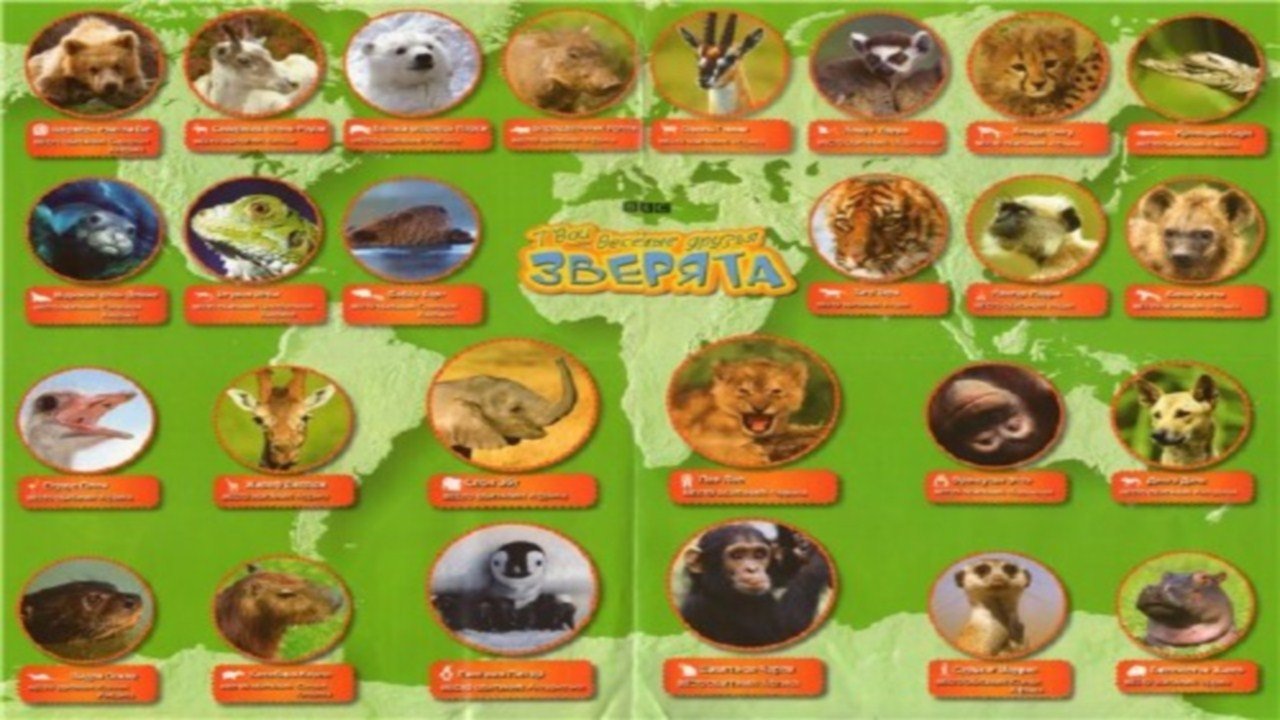 All About Animals