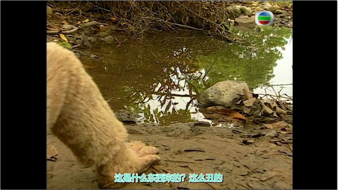 The Stone Monkey Breaks Free from the Rock