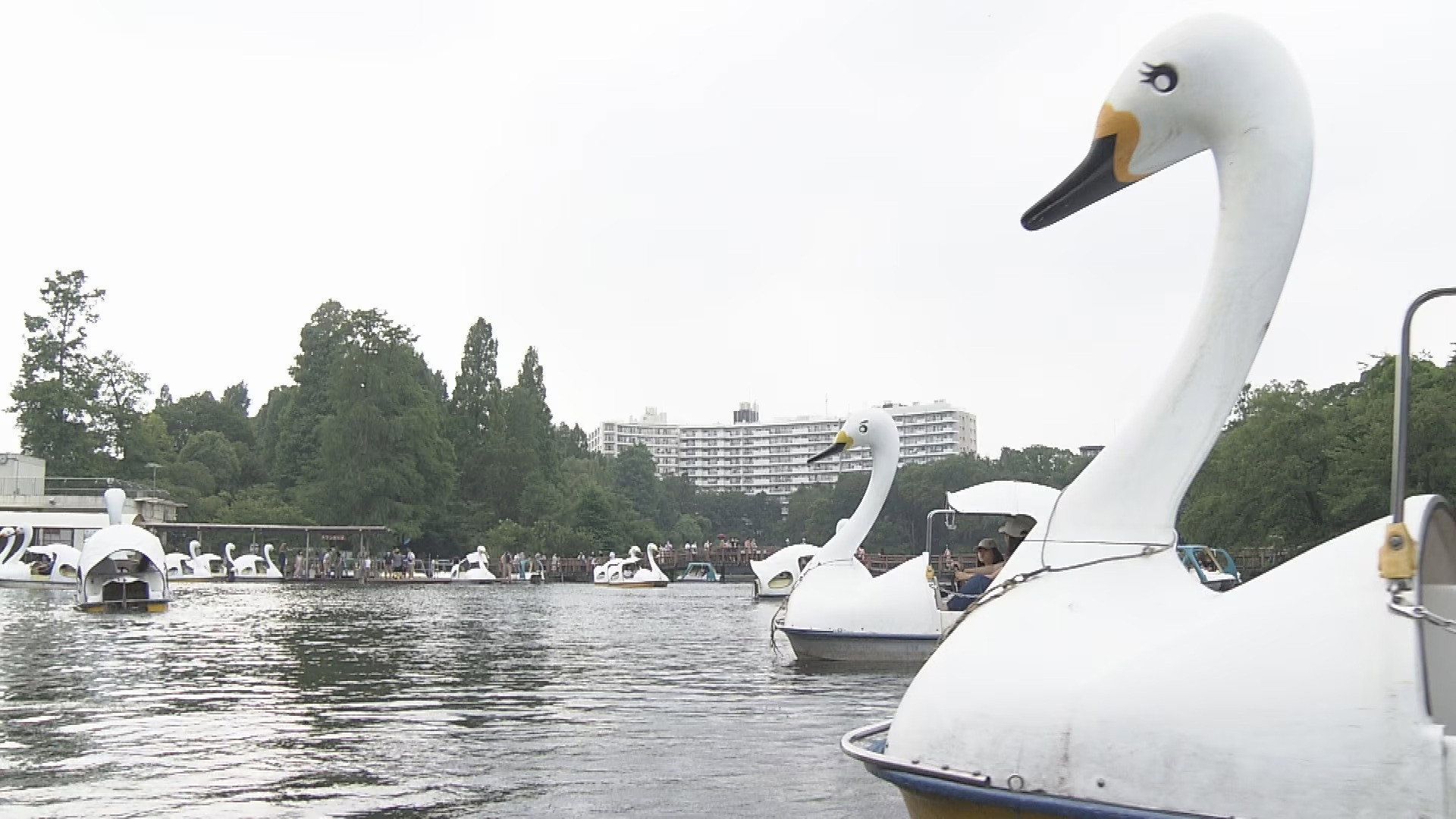 Finding Solace at Inokashira Park