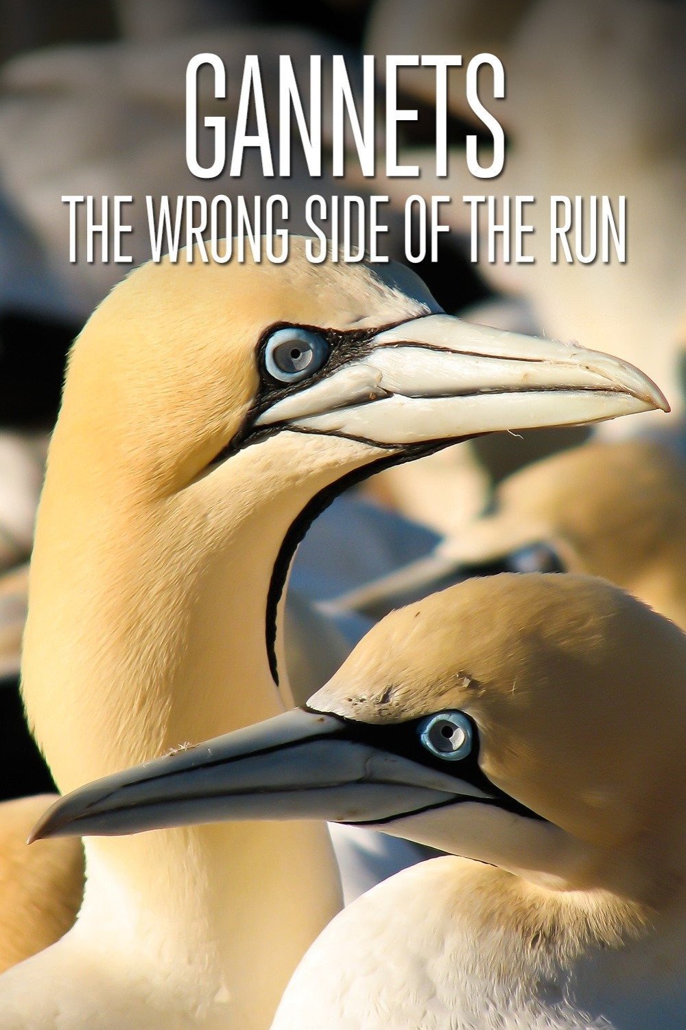 Poster de Gannets: The Wrong Side of the Run