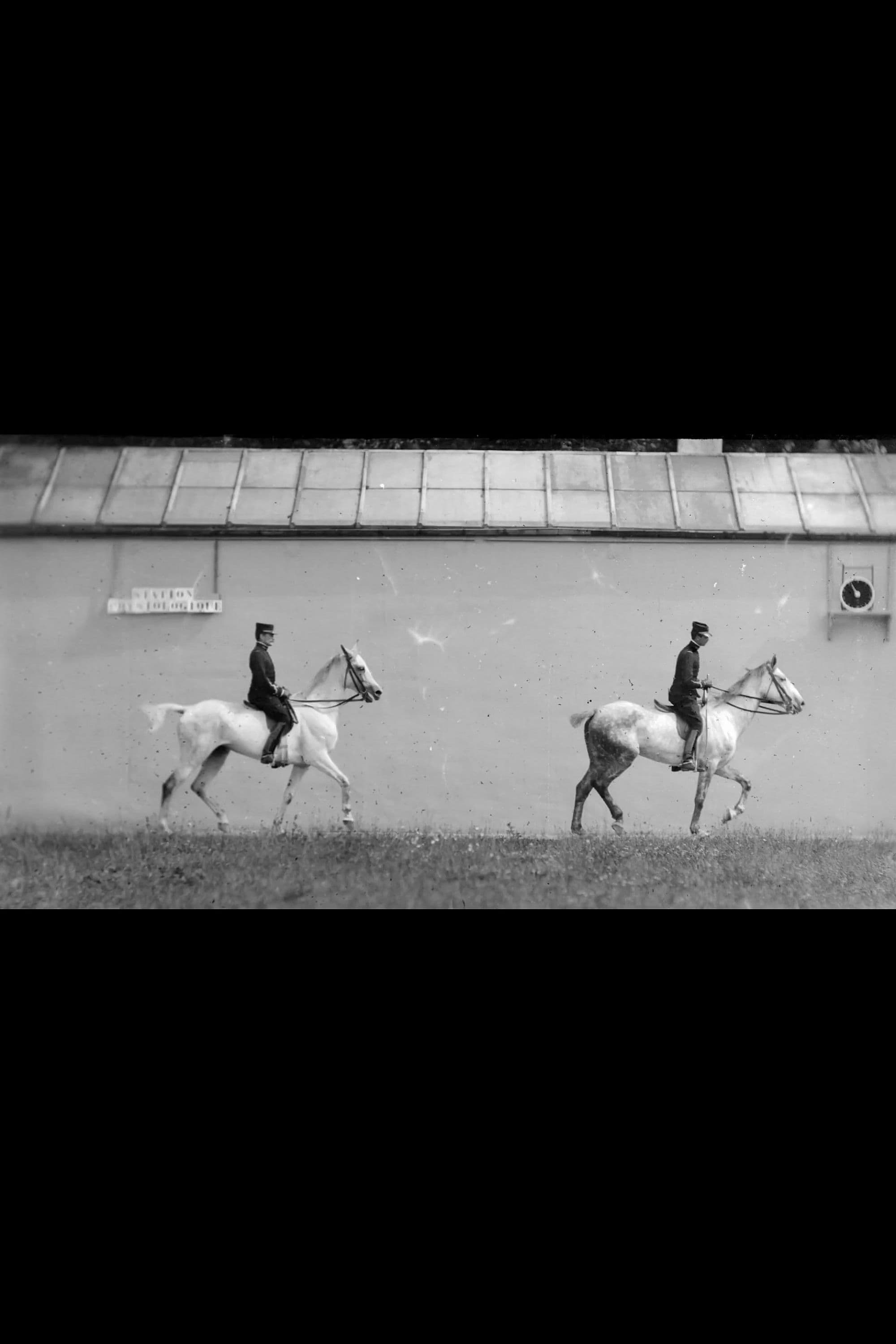 Poster de Cheval Monté, Deux Chevaux Bais Se Suivant au Pas