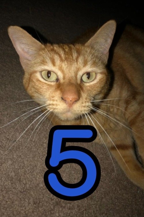 Poster de The Adventures of Murphy the Cat #5