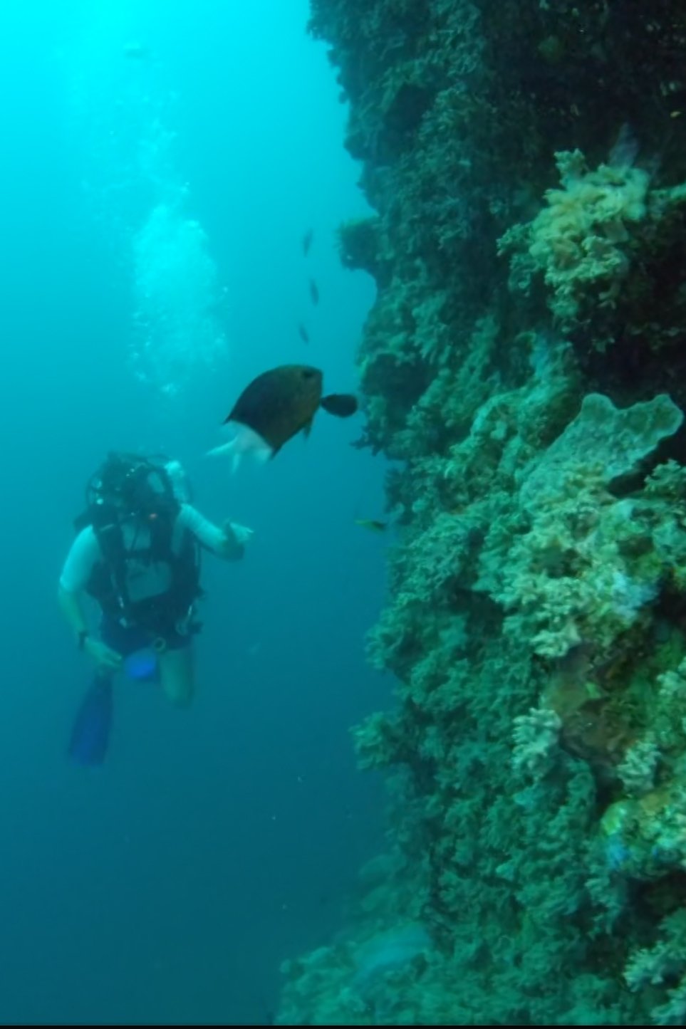 Poster de Wonders of the Great Barrier Reef with Iolo Williams