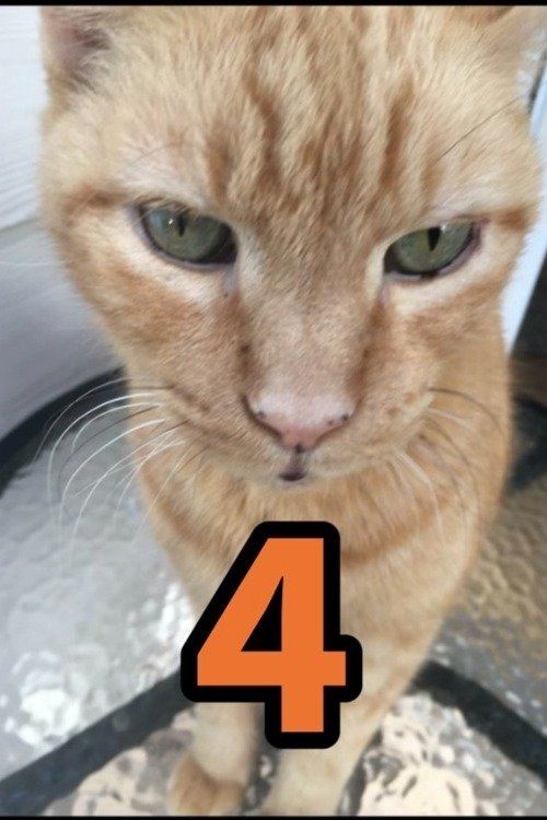 Poster de The Adventures of Murphy the Cat #4