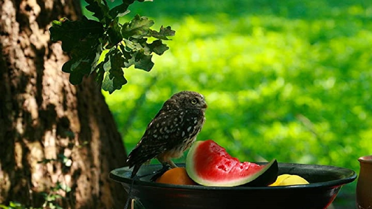 Backdrop image