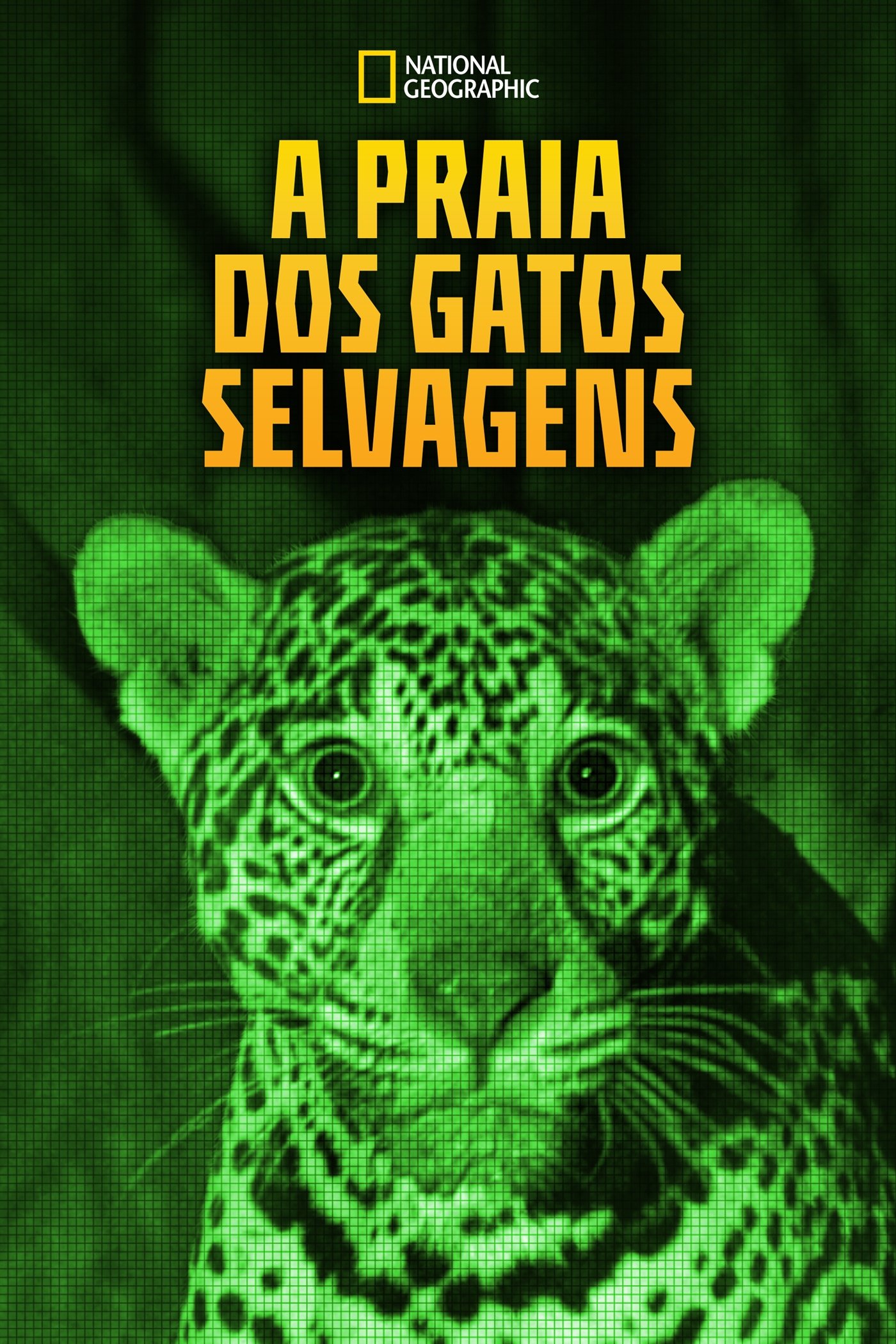 Poster de A Praia dos Gatos Selvagens