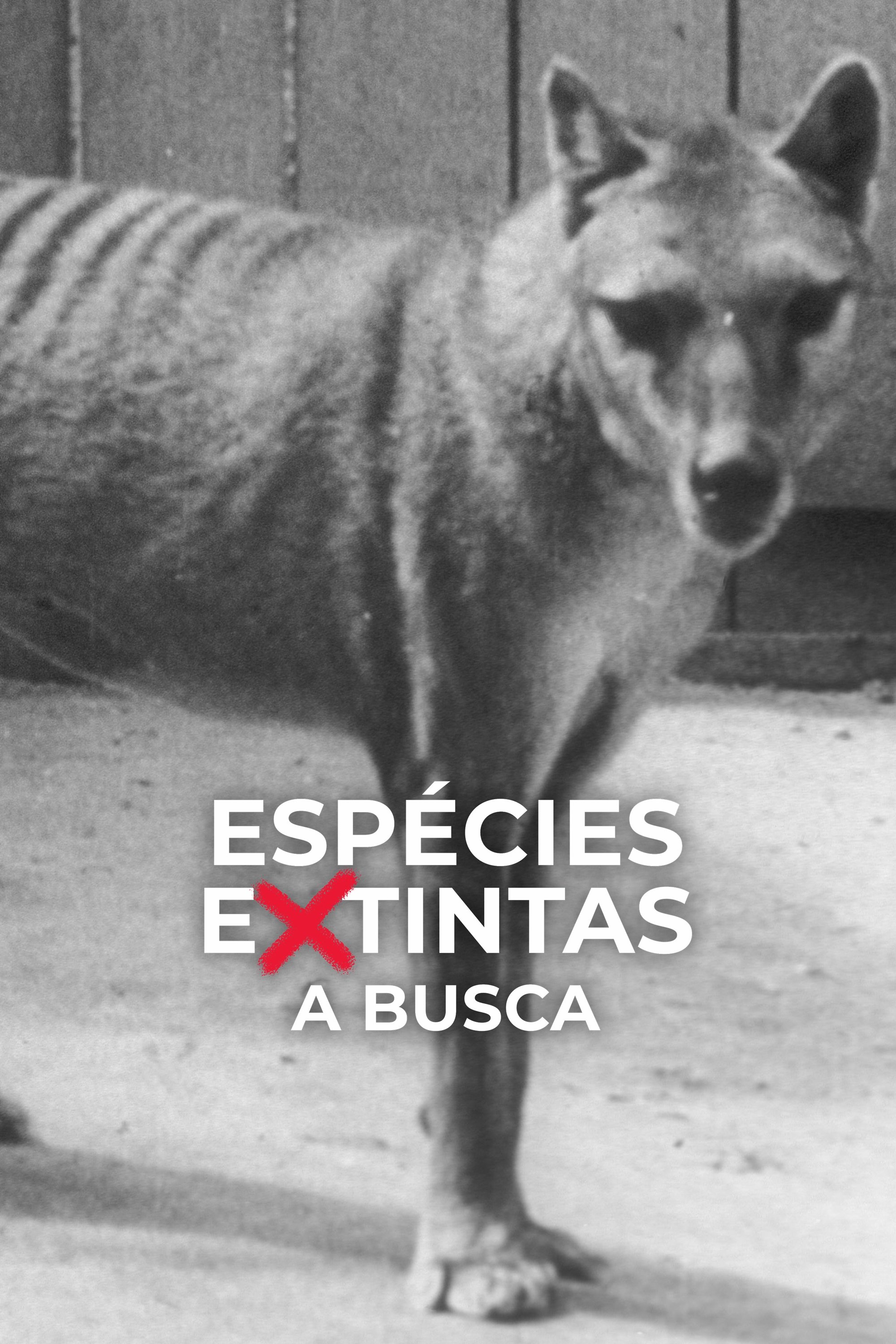 Poster de Espécies Extintas: A Busca
