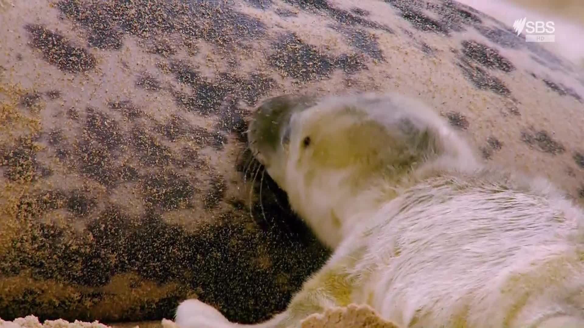 Wonderful World of Baby Animals 1×1
