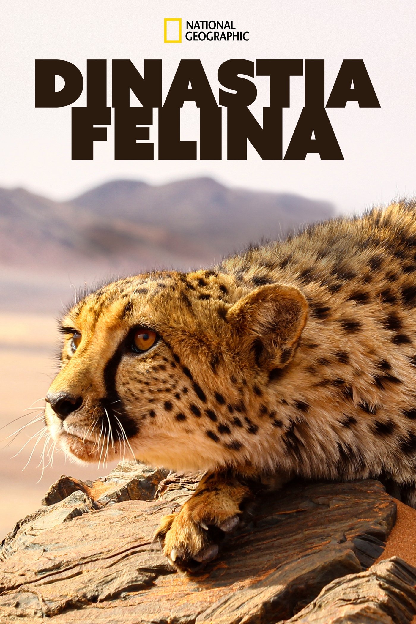 Poster de Dinastia Felina