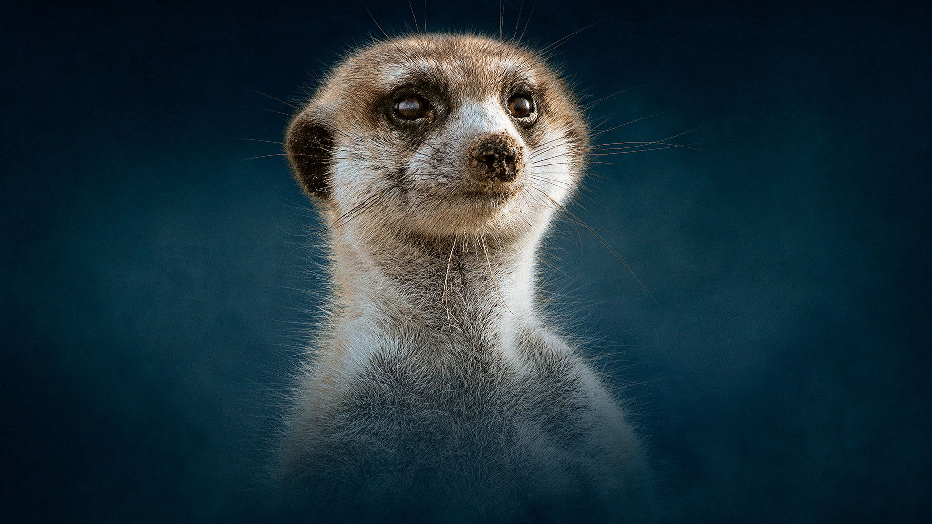 Meerkat: A Dynasties Special