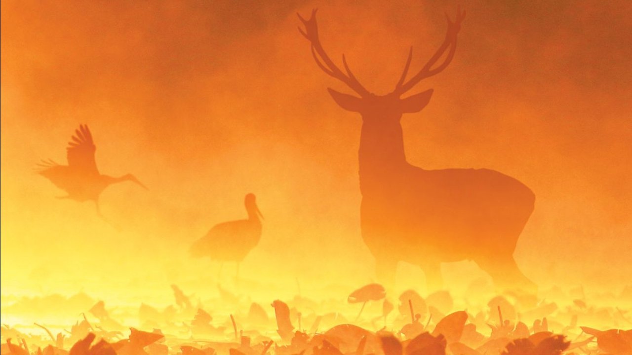 Backdrop image