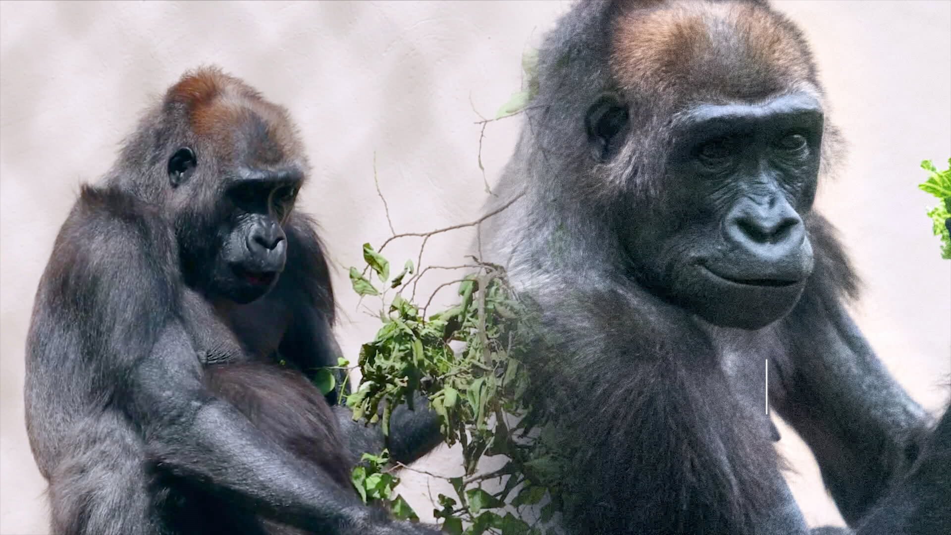 Baby Gorilla Cam