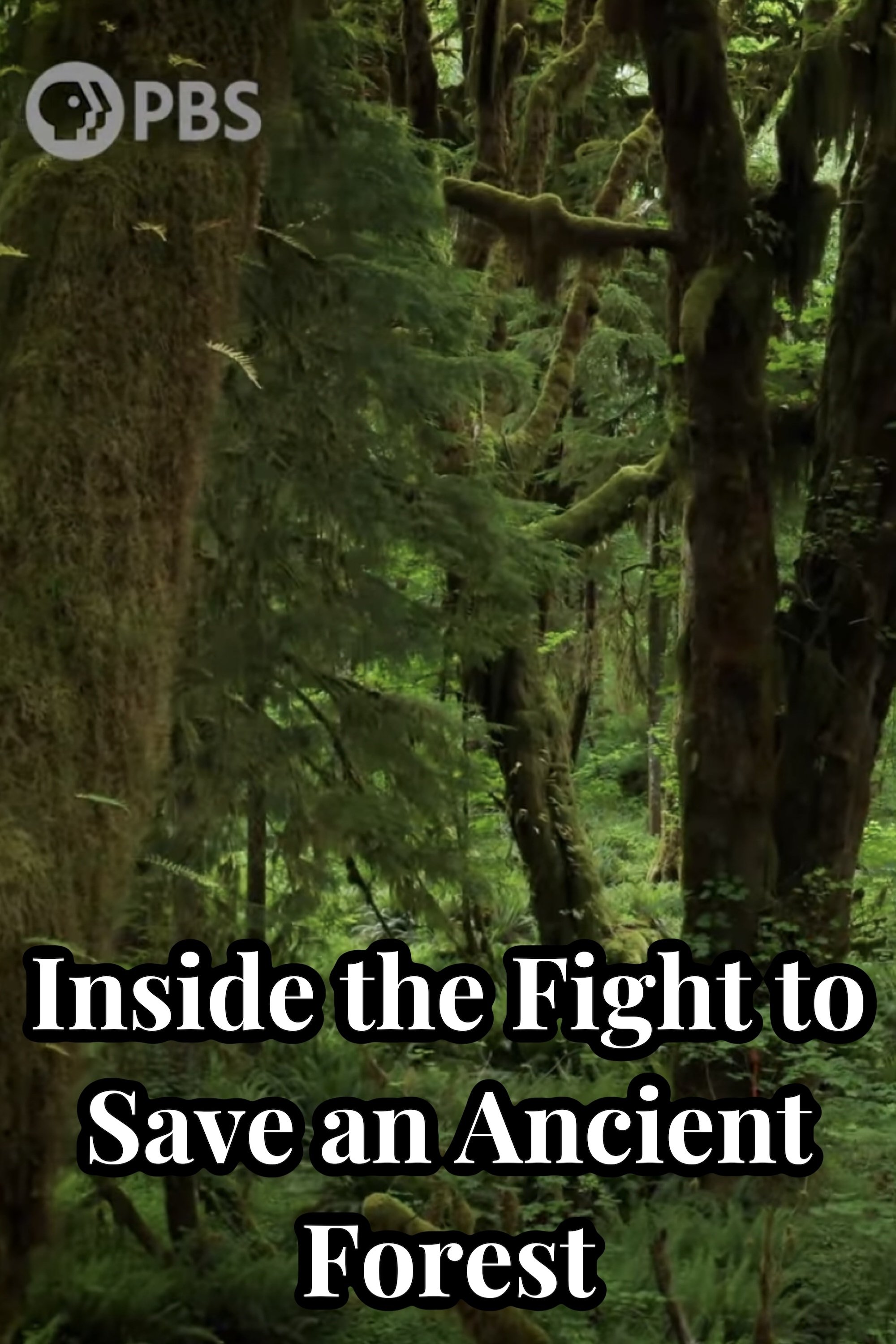 Poster de Inside the Fight to Save an Ancient Forest (and the Secrets it Holds)