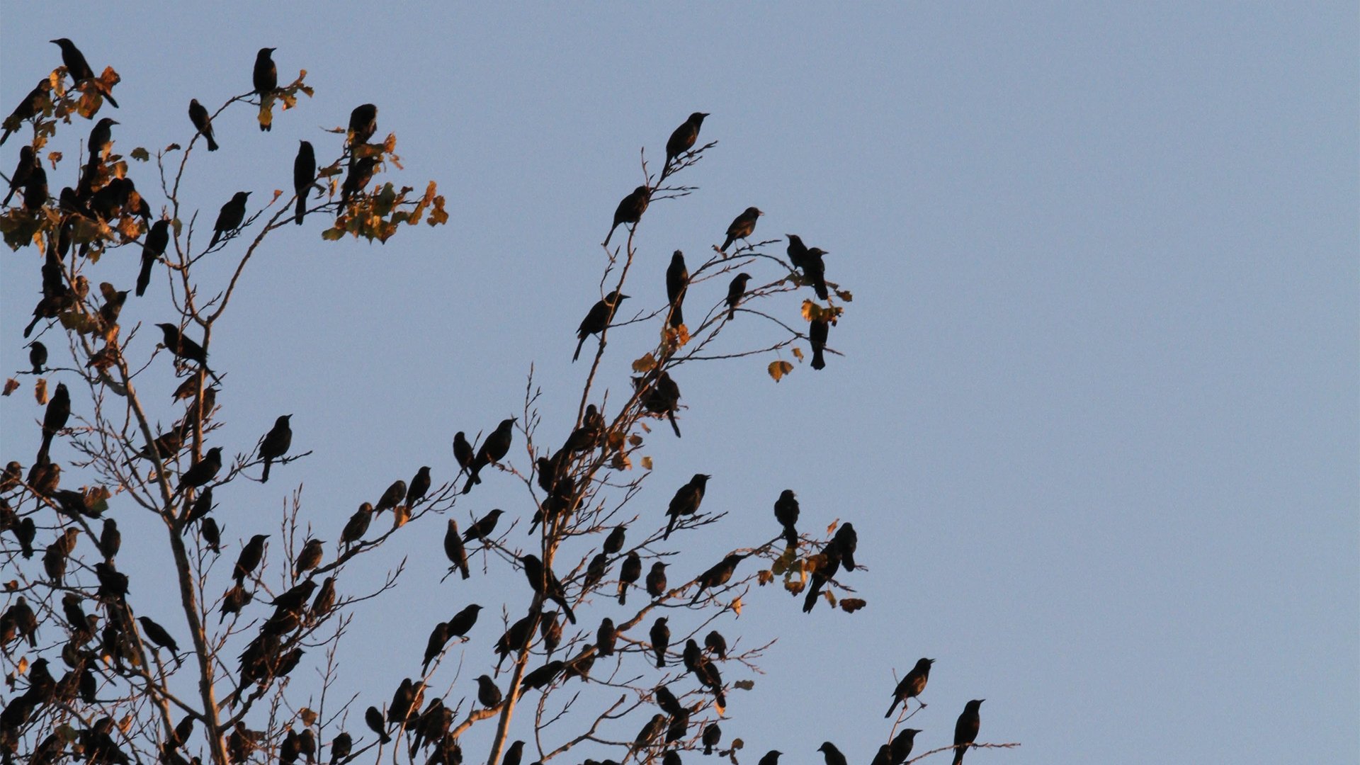 Bird Apocalypse
