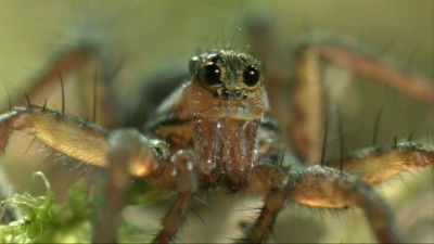 Life in the Undergrowth