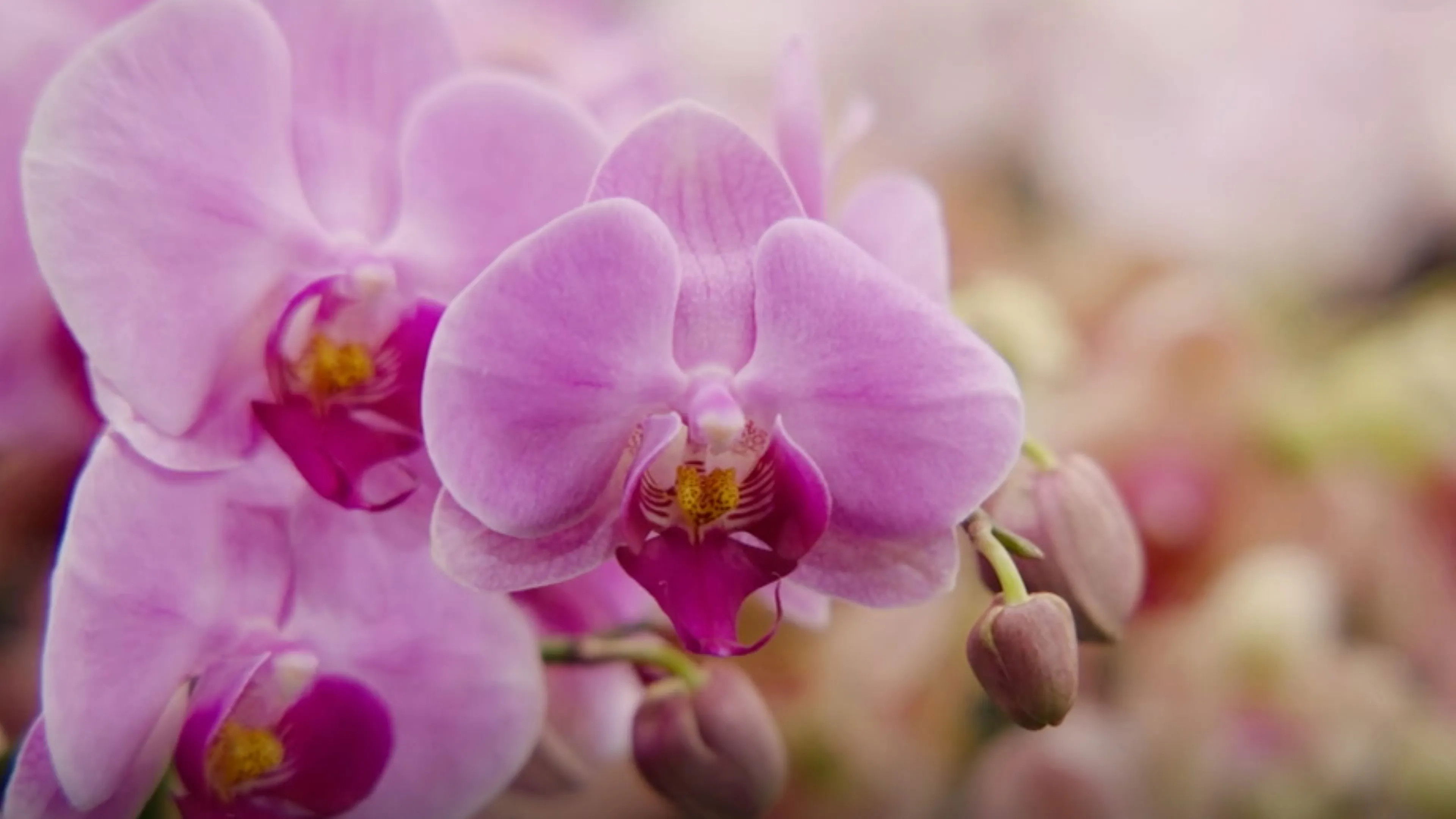 Episode 25 Winter: Native Garden Design & Orchid Show