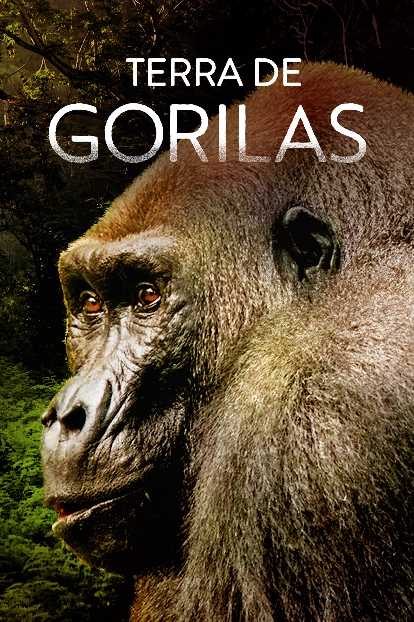 Poster de Terra de Gorilas