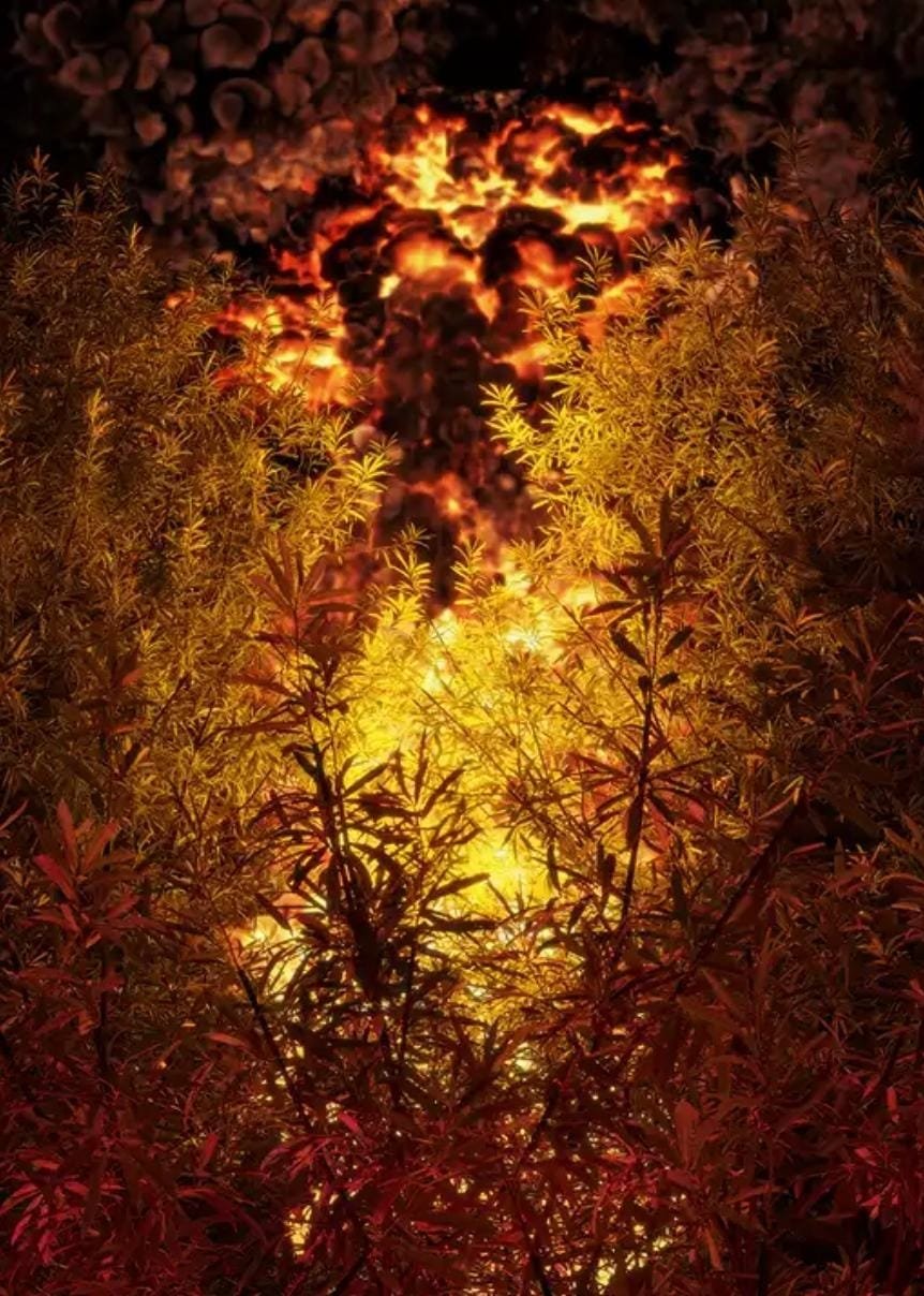 Poster de Firewalk