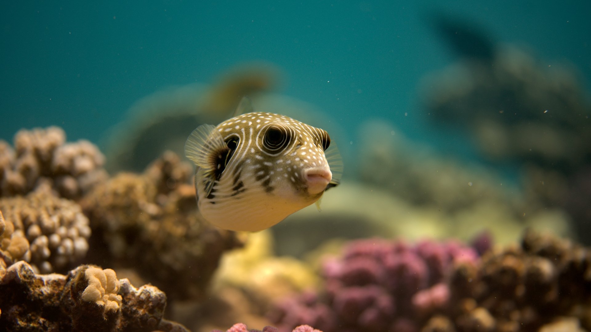 Reef School