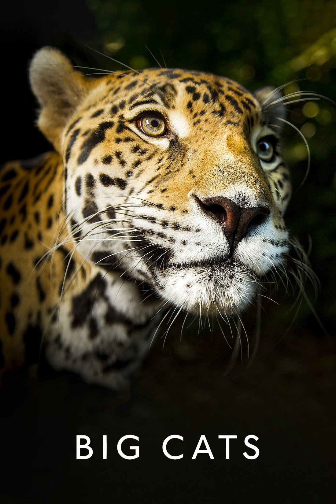 Poster de Big Cats