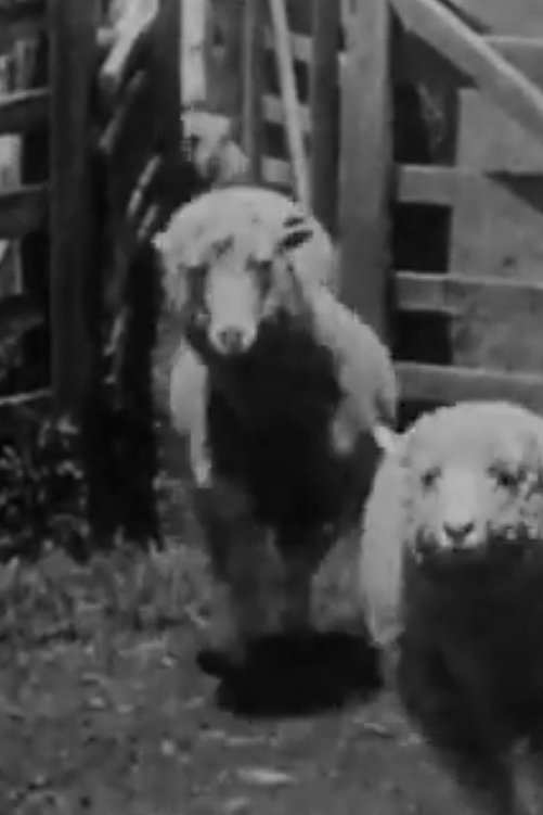 Poster de Sheep Coming Through Chute, Humuula Ranch, Hawaii