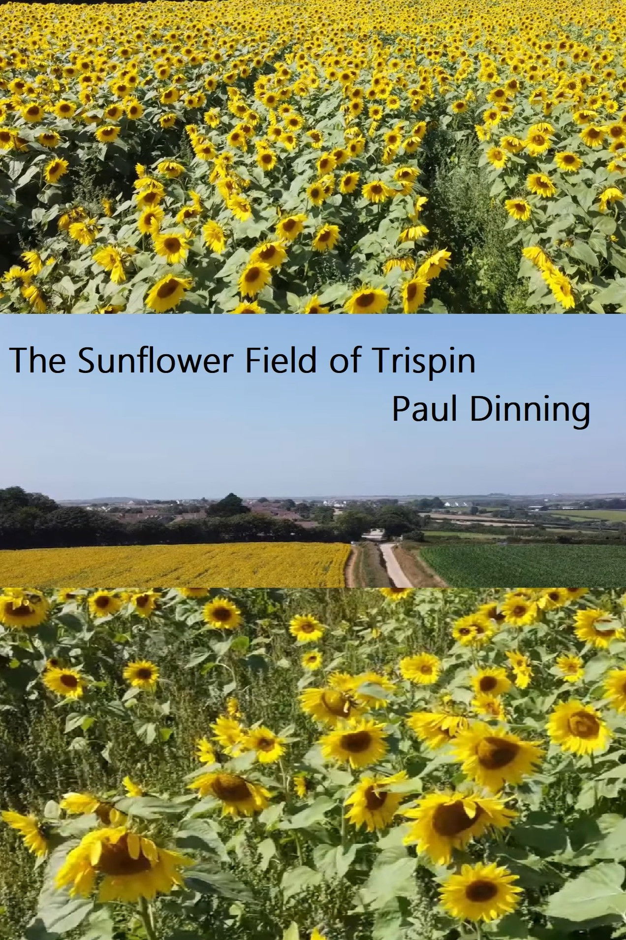 The Sunflower Field of Trispen