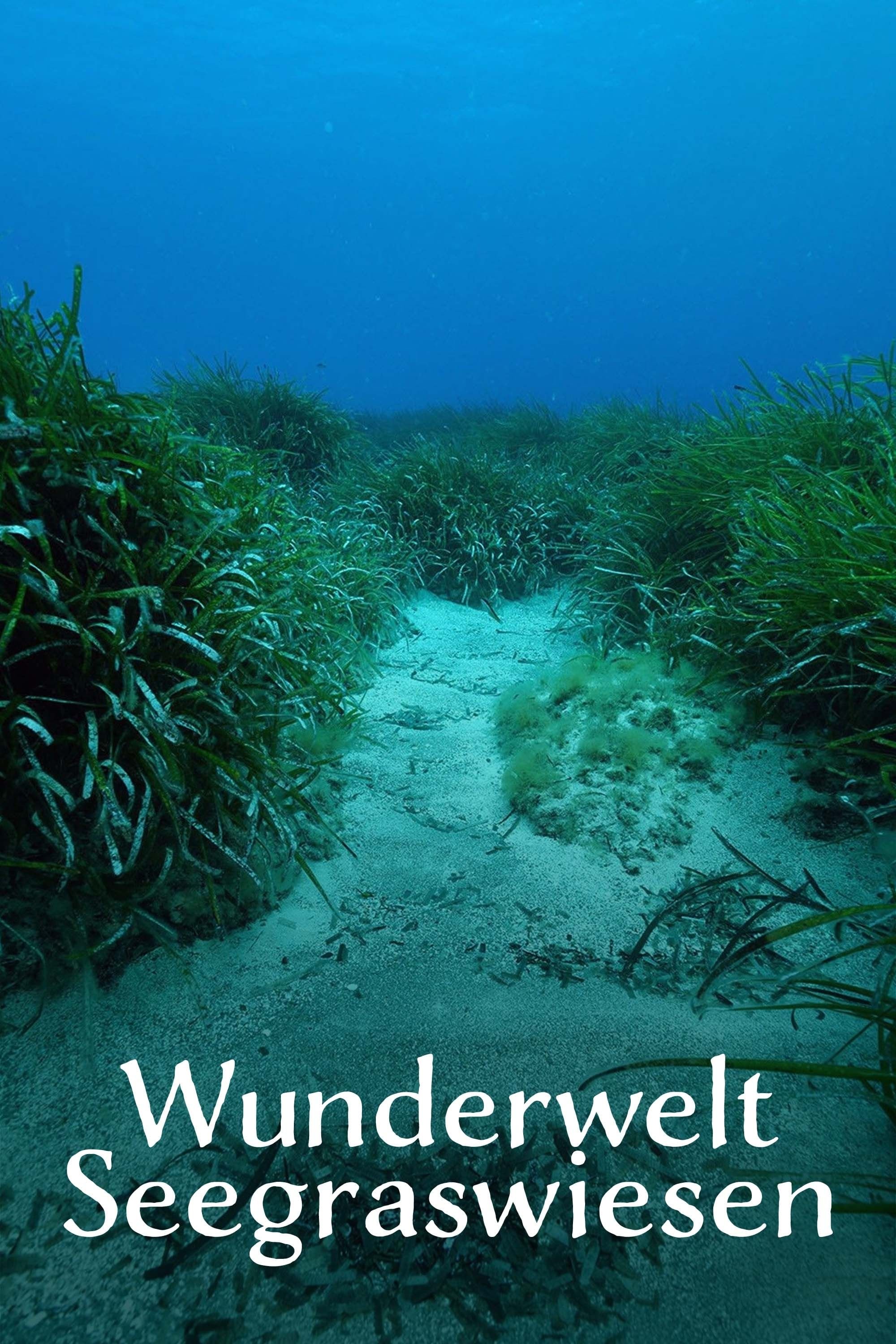 Poster de Wunderwelt Seegraswiesen Klimaretter, Kinderstube, Küstenschutz