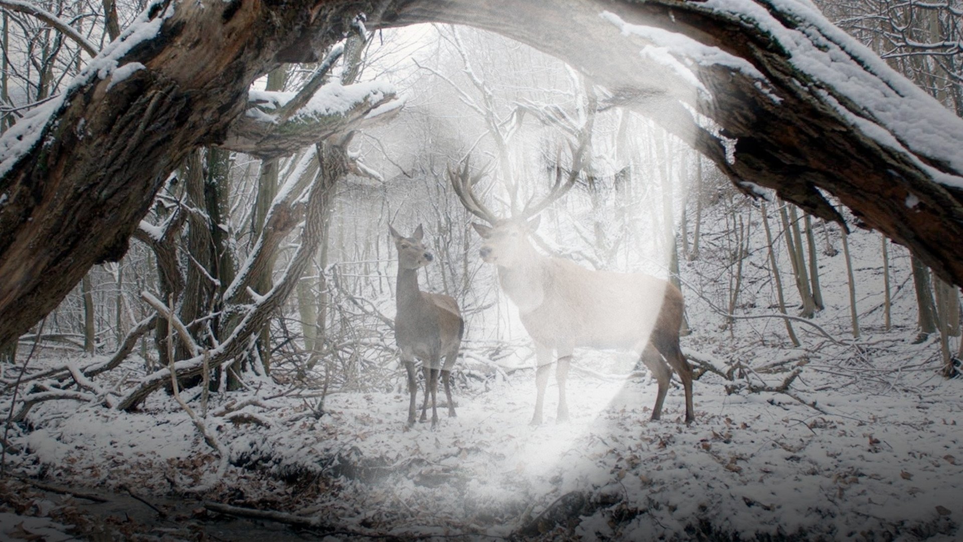 Backdrop image