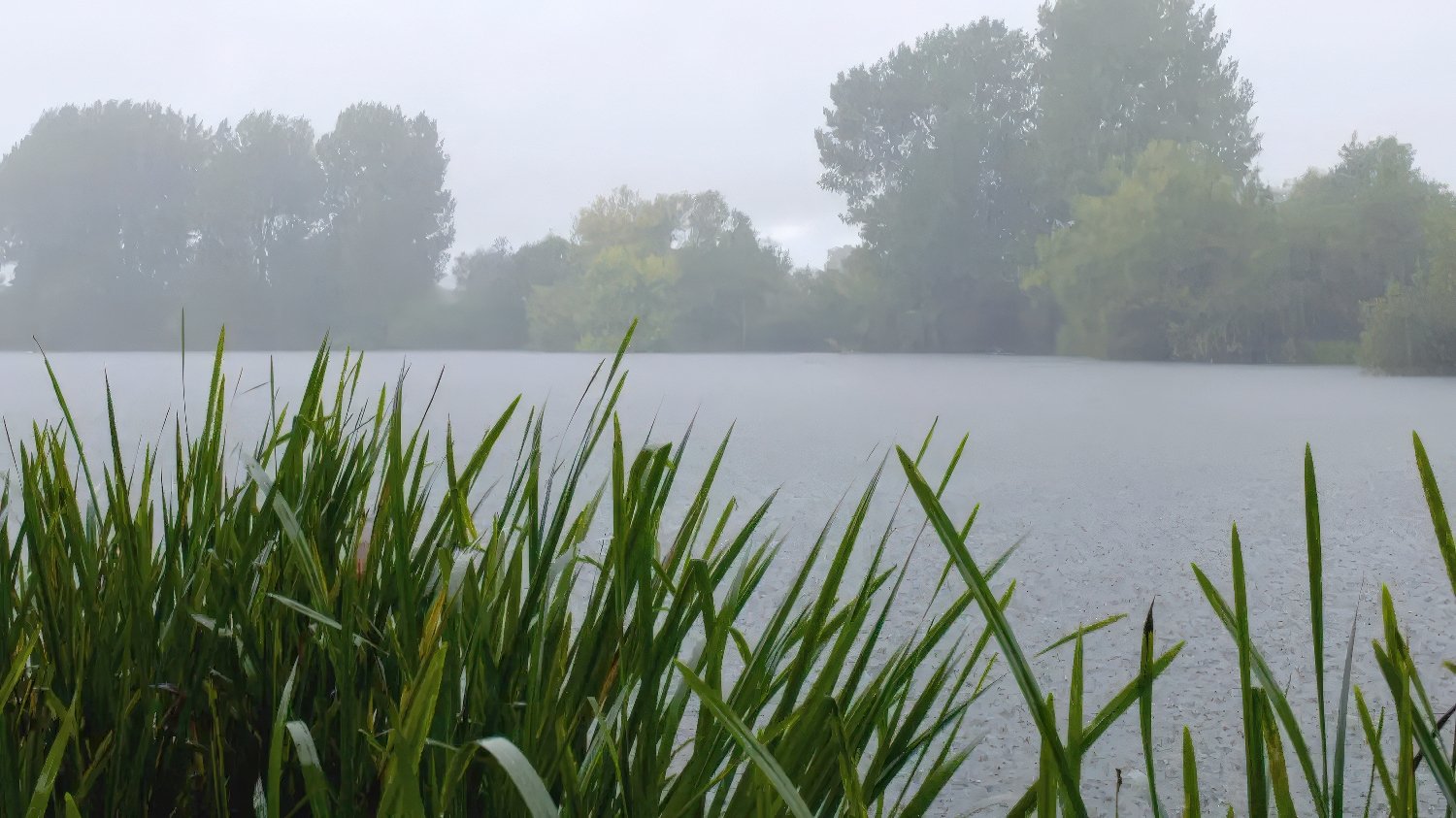 Pond