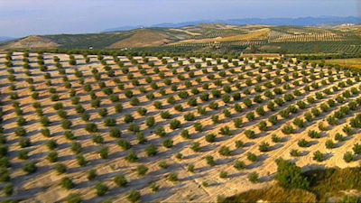 In the Olive Kingdom