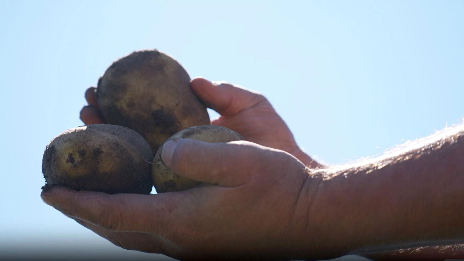 Milwaukee's Chef Collaboration Dinner, Sterling Farm, Alsum Farms & Produce