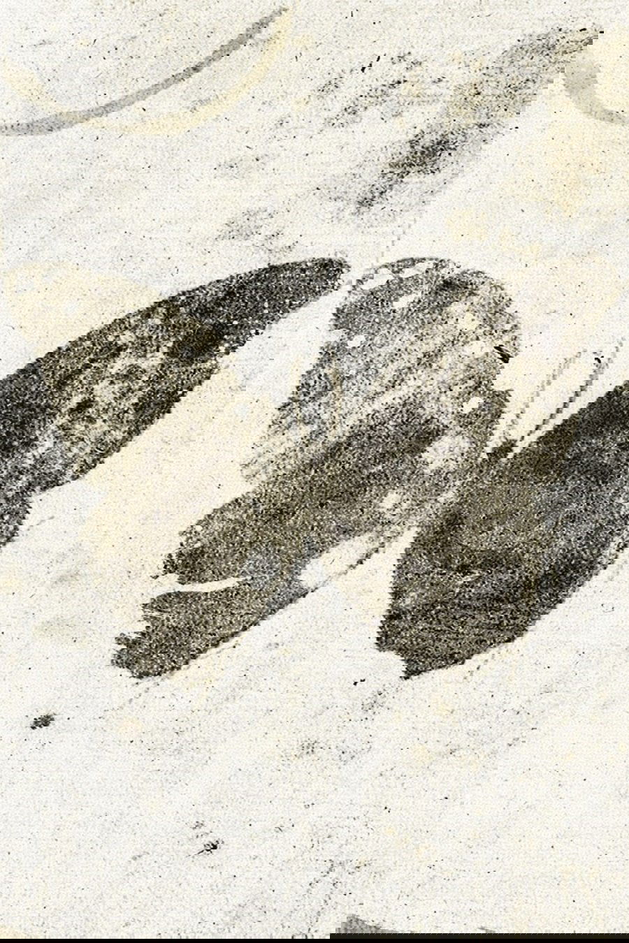 Poster de Ulysse
