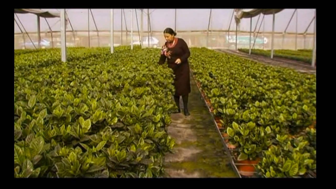 Hothouse