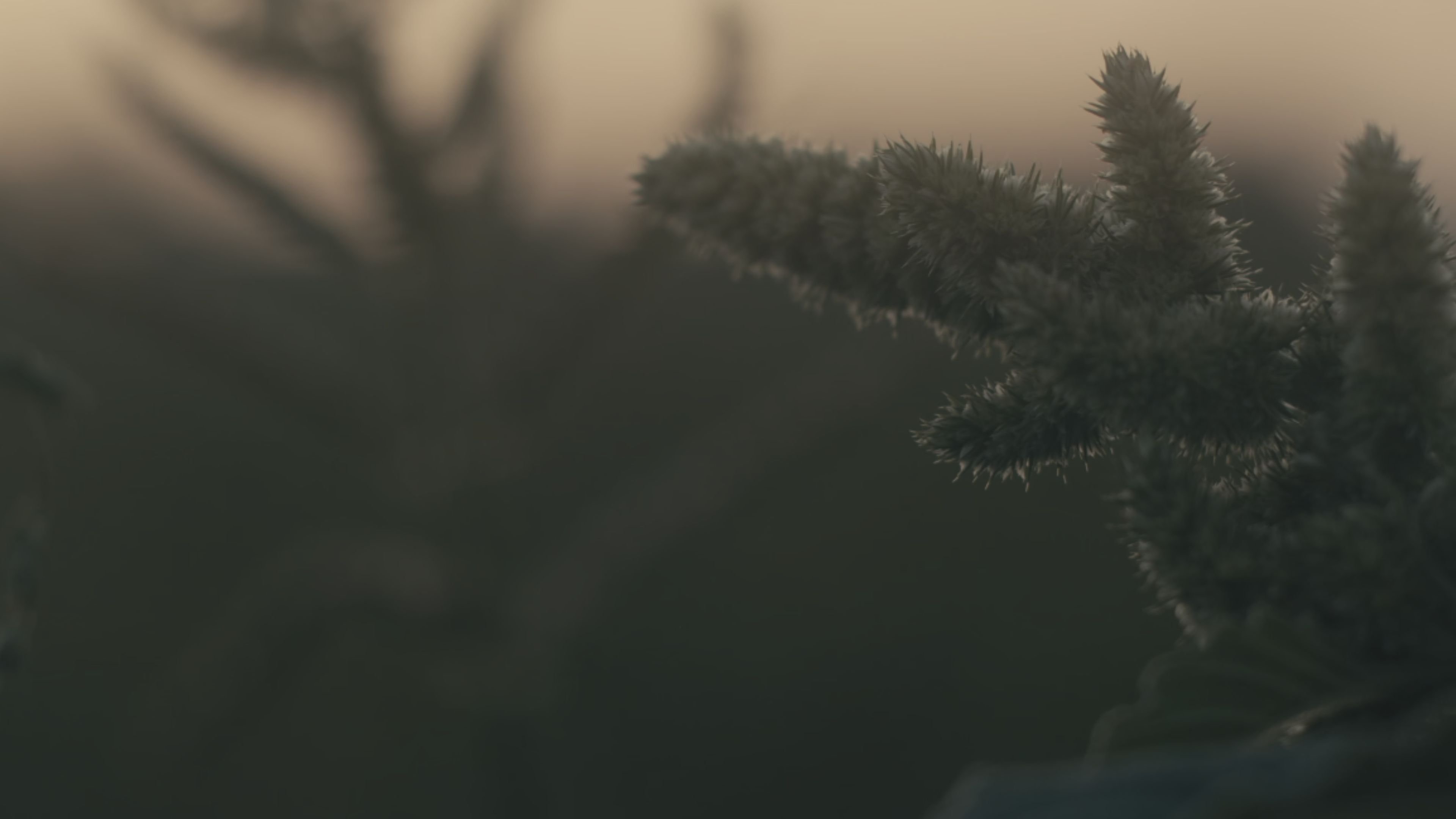 Sun, Trees, Sun