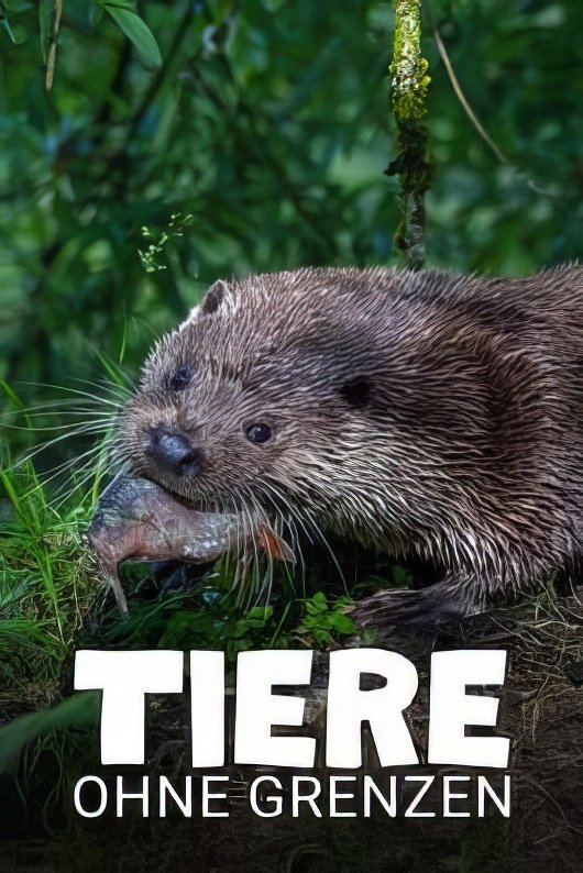 Poster de Tiere ohne Grenzen
