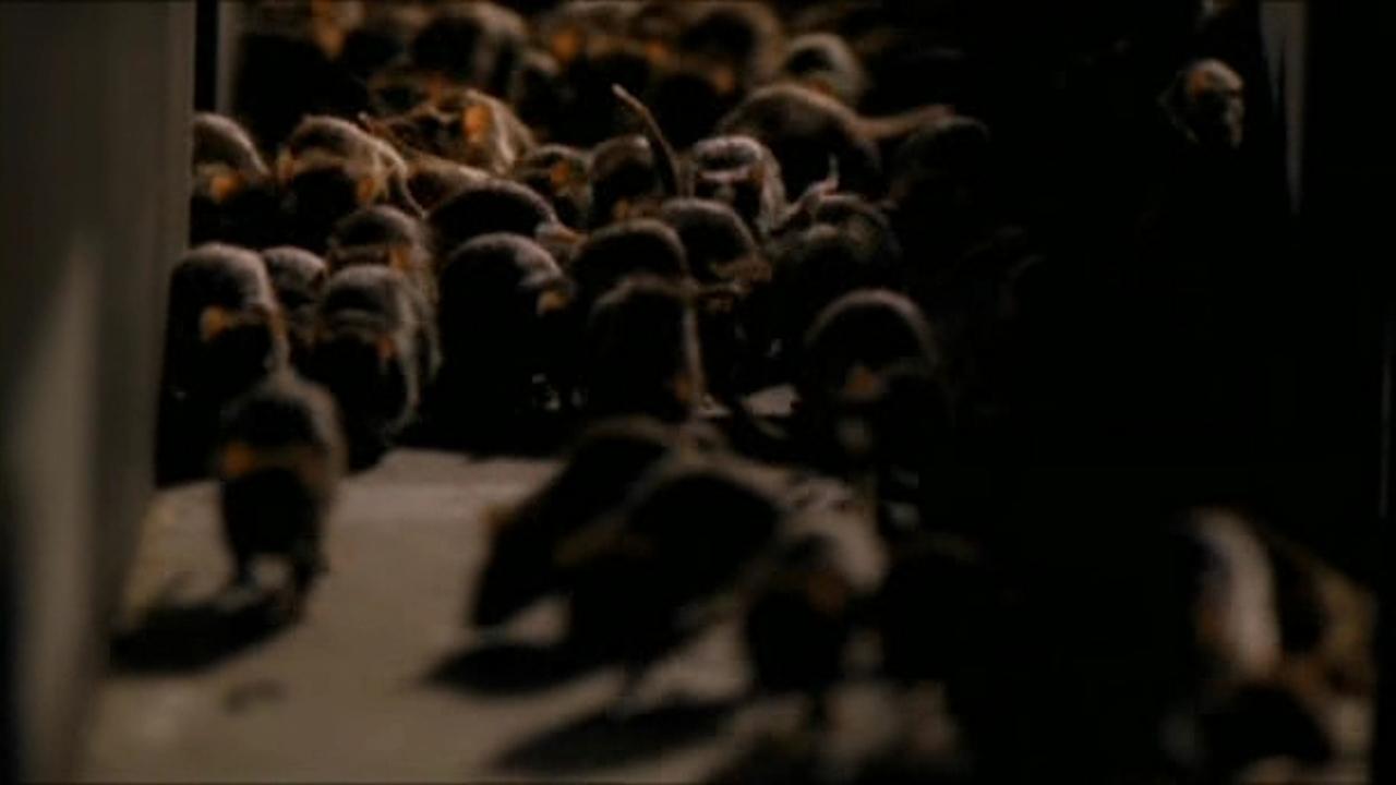 Ratten - Collection