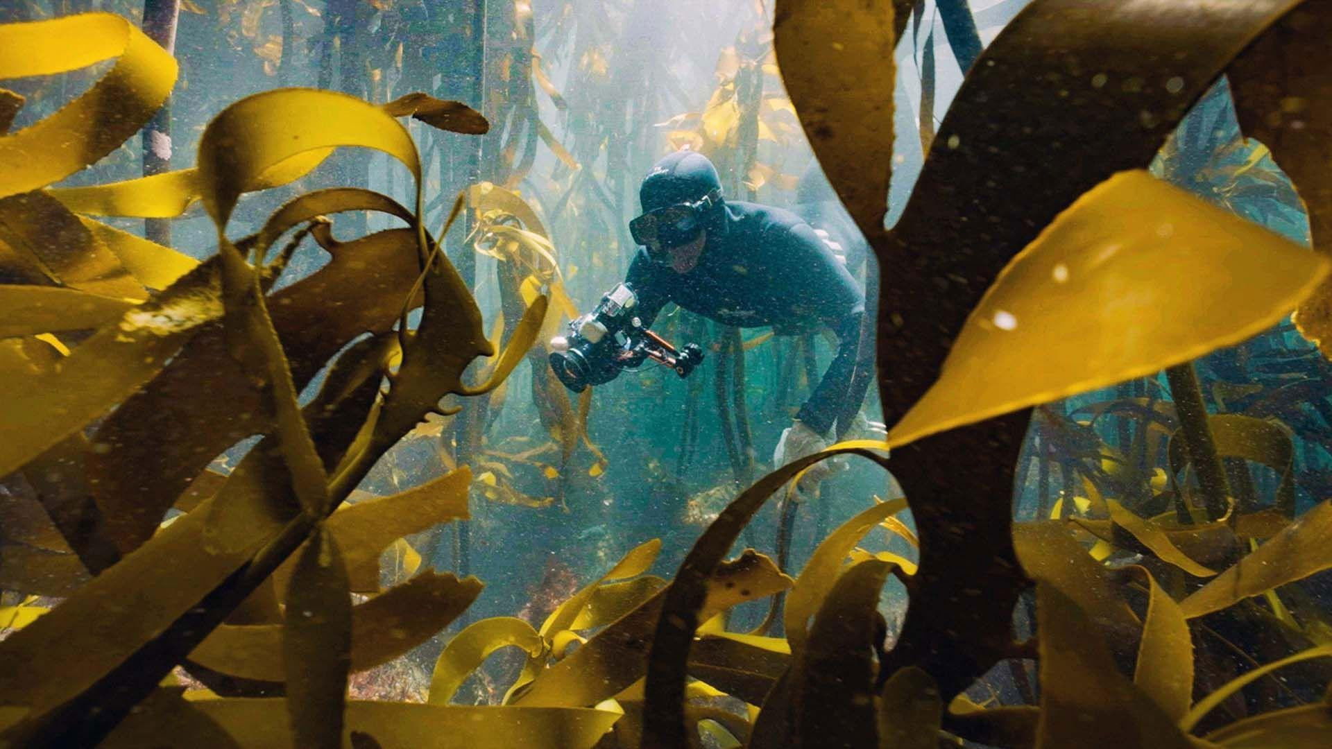 Der Kelpwald - Südafrikas geheimnisvolle Unterwasserwelt