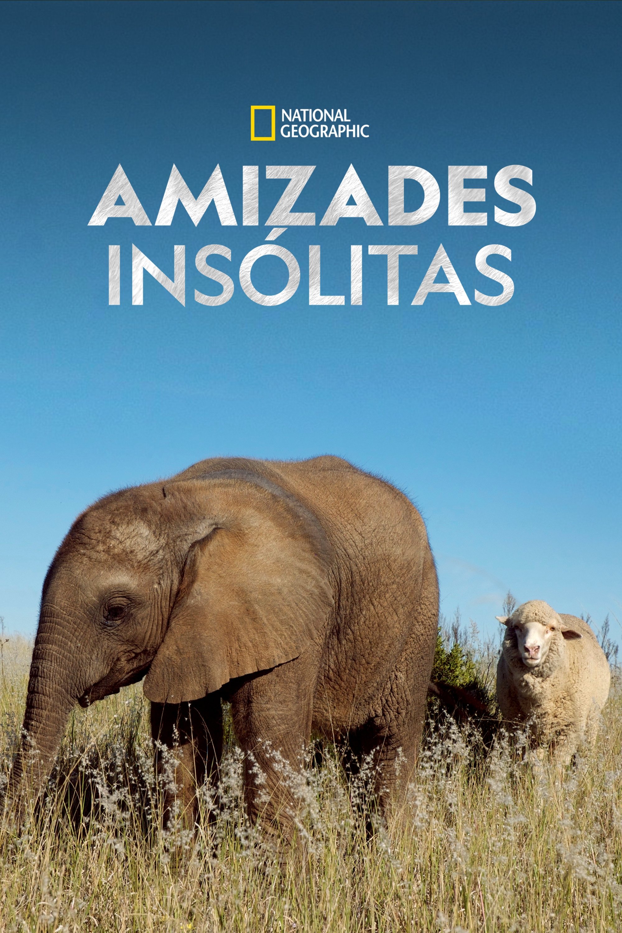Poster de Amizades Insólitas