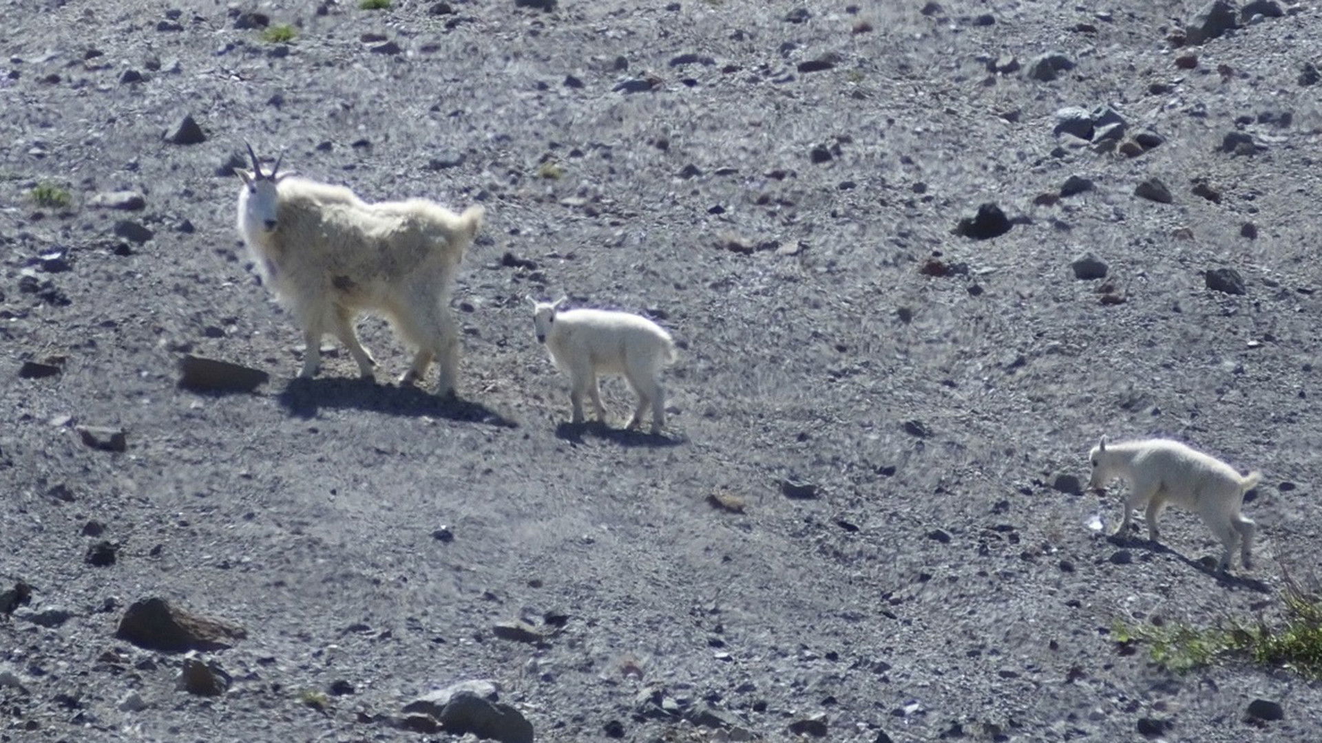 Mountain Goat Survey, Blue Mountain Wildlife and Vaux's Swift Chimneys