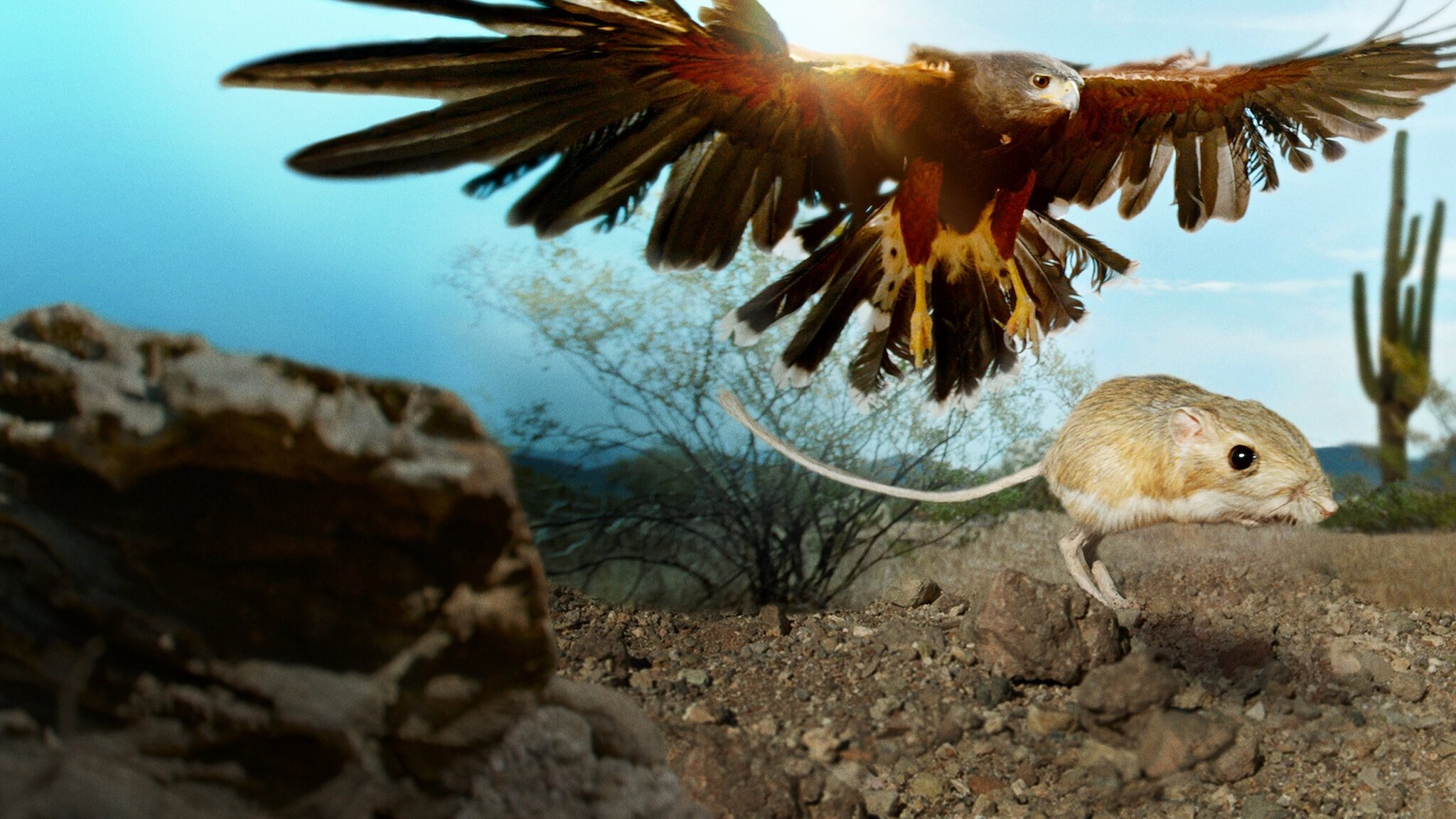 Backdrop image